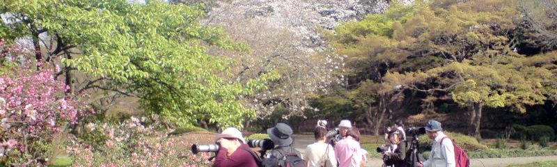 Cherry blossom in Shinjuku Goen