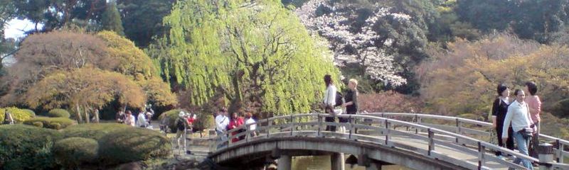 Cherry blossom in Shinjuku Goen